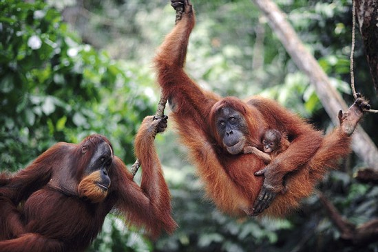 Orangut Gunnug National Park